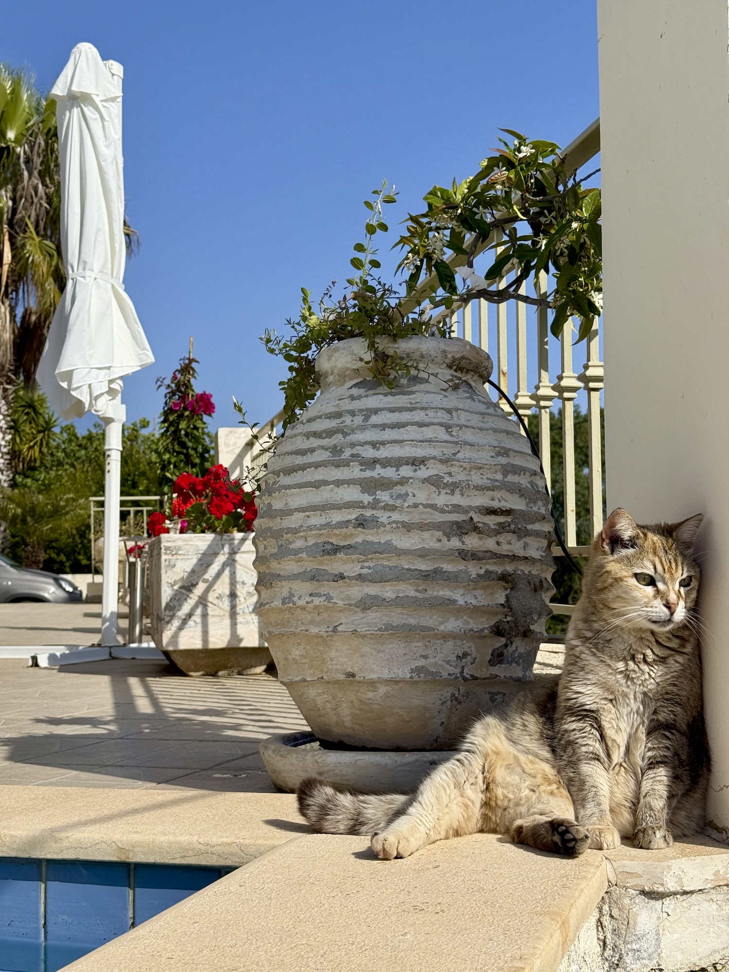 A friendly local cat resting by the pool terrace